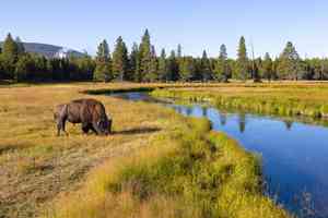 bison grazing gibbon river yellowstone national park