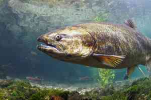 chinook salmon