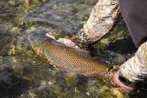 bighorn river brown trout
