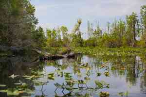 okefenokee swamp