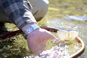 alberta cutthroat trout