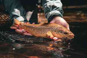 pennsylvania brown trout | euro jig streamers