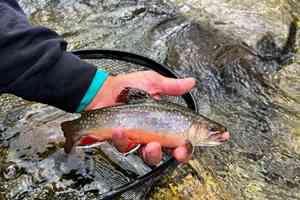 brook trout pigeon river
