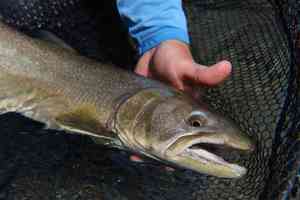 A British Columbia bull trout