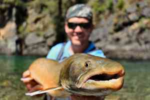 canada bc bull trout