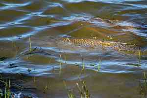 cruising carp