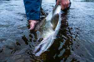 flowers river atlantic salmon