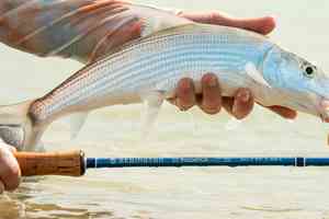 redington predator salt