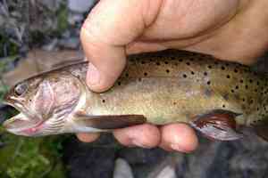 bonneville cutthroat trout