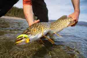pike fly fishing