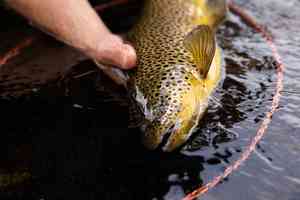 a Svartá brook trout