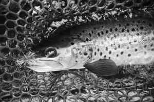 brown trout with hair spider fly in mouth