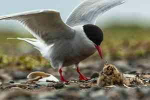 wildlife western arctic reserve