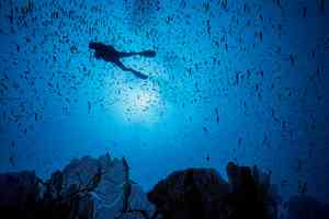 marine protected area diver swimming