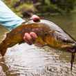 dark sided brown trout