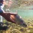 rainbow trout underwater