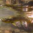 brown trout underwater