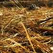 pine straw