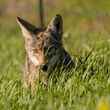 coyote hunting