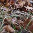 American Woodcock