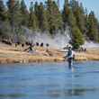 firehole river - fly fishing - yellowstone national park