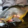 iceland brown trout
