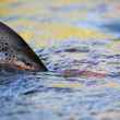 brown trout release