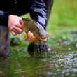 chilean brown trout