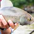 A native Alaskan arctic grayling.