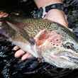 Rainbow Trout