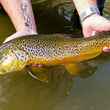 tiger trout