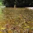 creek low water