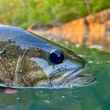 neosho bass