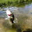 largemouth bass on fly