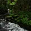 Tongass National Forest Stream