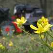 lawnmower wildflowers