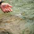 cutthroat trout release