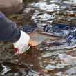 trout release