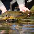 brown trout with reflection