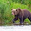 grizzly bear