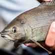 Arctic Grayling