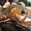 Fernie, British Columbia, Elk River Westslope Cutthroat Trout