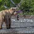 Bear Eating Salmon