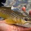 Autumn Brown Trout