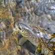 A Nez Perce Creek brown trout
