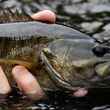 smallmouth bass