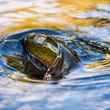 rainbow trout release