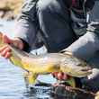 iceland brown trout