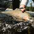 Elk River Cutthroat Trout