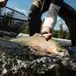 wild cutthroat trout